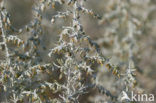 Zeealsem (Artemisia maritima)