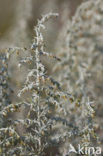 Zeealsem (Artemisia maritima)