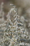 Zeealsem (Artemisia maritima)