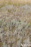 Zeealsem (Artemisia maritima)