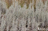 Zeealsem (Artemisia maritima)