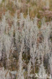 Zeealsem (Artemisia maritima)