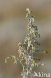 Sea Wood (Artemisia maritima)