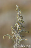 Zeealsem (Artemisia maritima)