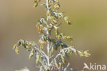 Zeealsem (Artemisia maritima)