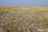 Zeealsem (Artemisia maritima)