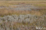 Sea Wood (Artemisia maritima)