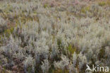 Zeealsem (Artemisia maritima)