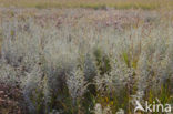 Zeealsem (Artemisia maritima)