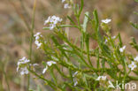 Zeeraket (Cakile maritima)