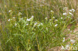 Zeeraket (Cakile maritima)