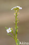 Zeeraket (Cakile maritima)