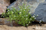 Zeeraket (Cakile maritima)