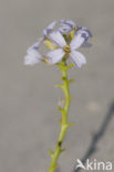 Zeeraket (Cakile maritima)