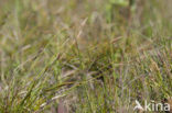 Distant Sedge (Carex distans)