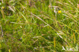 Distant Sedge (Carex distans)