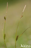 Distant Sedge (Carex distans)