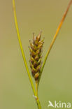 Distant Sedge (Carex distans)