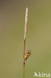 Distant Sedge (Carex distans)