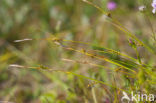 Distant Sedge (Carex distans)