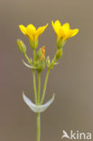 Blackstonia perfoliata subsp. perfoliata