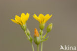 Blackstonia perfoliata subsp. perfoliata