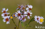 Sea Aster (Aster tripolium)