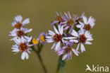 Sea Aster (Aster tripolium)