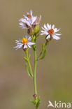 Sea Aster (Aster tripolium)