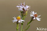 Sea Aster (Aster tripolium)