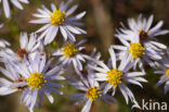 Sea Aster (Aster tripolium)