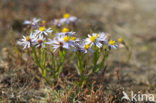 Sea Aster (Aster tripolium)