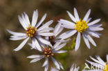 Sea Aster (Aster tripolium)