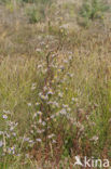 Sea Aster (Aster tripolium)