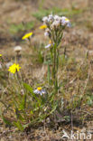 Sea Aster (Aster tripolium)