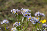 Sea Aster (Aster tripolium)