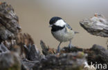 Zwarte Mees (Parus ater)