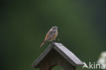 Zwarte Roodstaart (Phoenicurus ochruros)