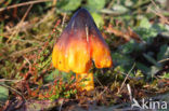 Zwartwordende wasplaat (Hygrocybe conica)