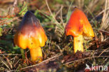 Zwartwordende wasplaat (Hygrocybe conica)