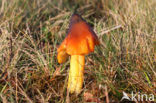 Zwartwordende wasplaat (Hygrocybe conica)