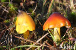 Zwartwordende wasplaat (Hygrocybe conica)