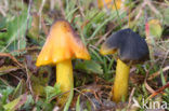 Zwartwordende wasplaat (Hygrocybe conica)