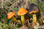 Zwartwordende wasplaat (Hygrocybe conica)