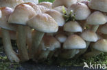 Zwavelzwam (Laetiporus sulphureus)