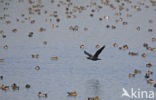 Great Cormorant (Phalacrocorax carbo)