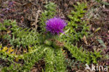 Aarddistel (Cirsium acaule) 