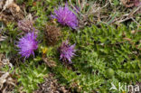 Aarddistel (Cirsium acaule) 