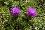 Aarddistel (Cirsium acaule) 