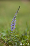 Spiked Speedwell (Veronica spicata)